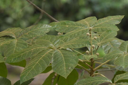 Oreopanax echinops (Schltdl. & Cham.) Decne. & Planch.的圖片