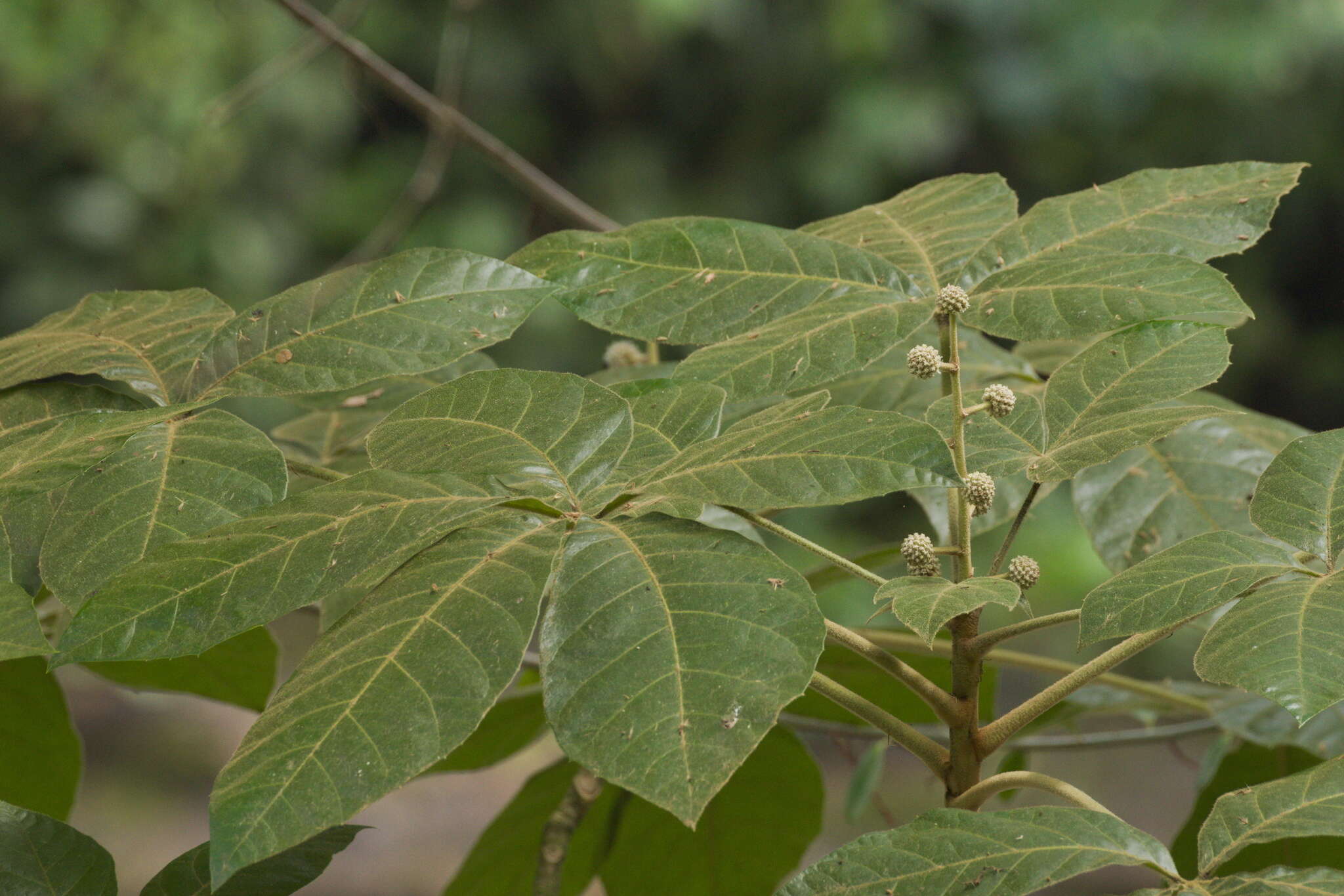 Image of Oreopanax echinops (Schltdl. & Cham.) Decne. & Planch.