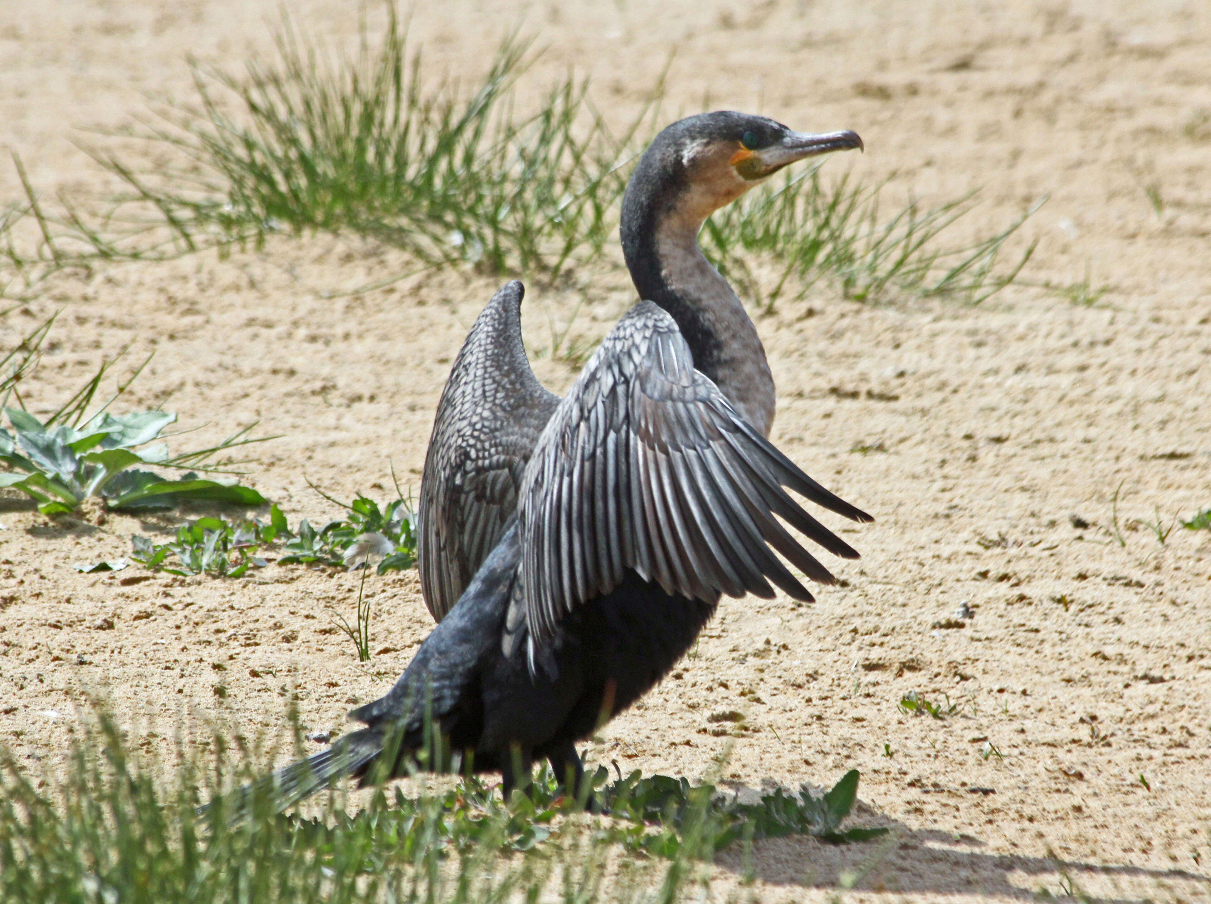 Image of White-breasted Cormorant