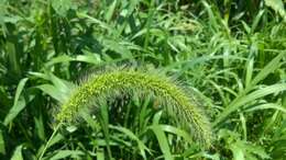 Image of Japanese bristlegrass