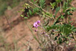 Image of <i>Tephrosia polystachya</i> var. <i>latifolia</i> Harv.