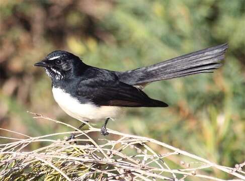 Image of Willie Wagtail