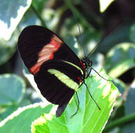 Image of Heliconius melpomene Linnaeus 1758