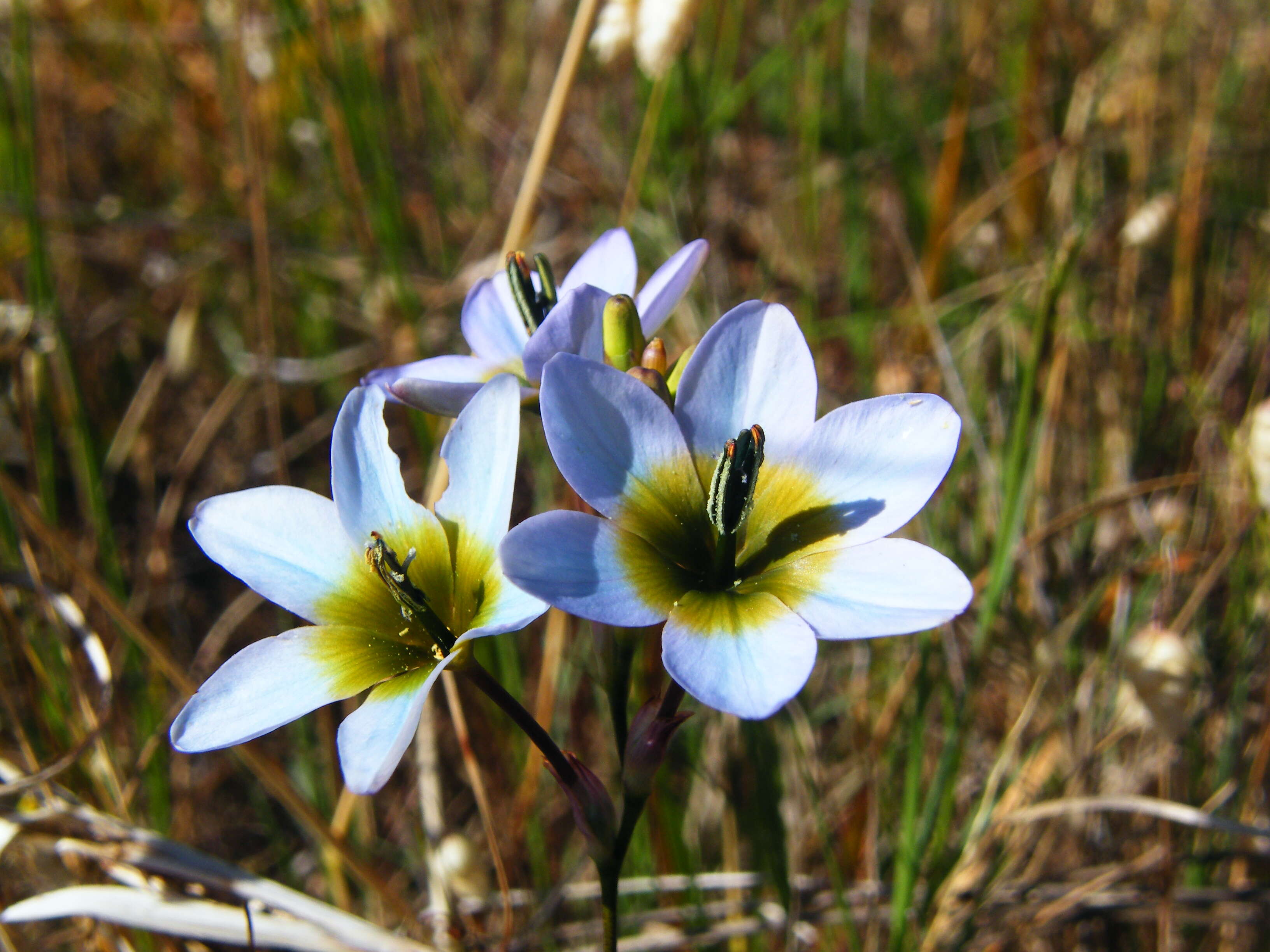 Image of Ixia monadelpha D. Delaroche