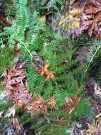 Athyrium asplenioides var. cyclosorum (Rupr.) resmi