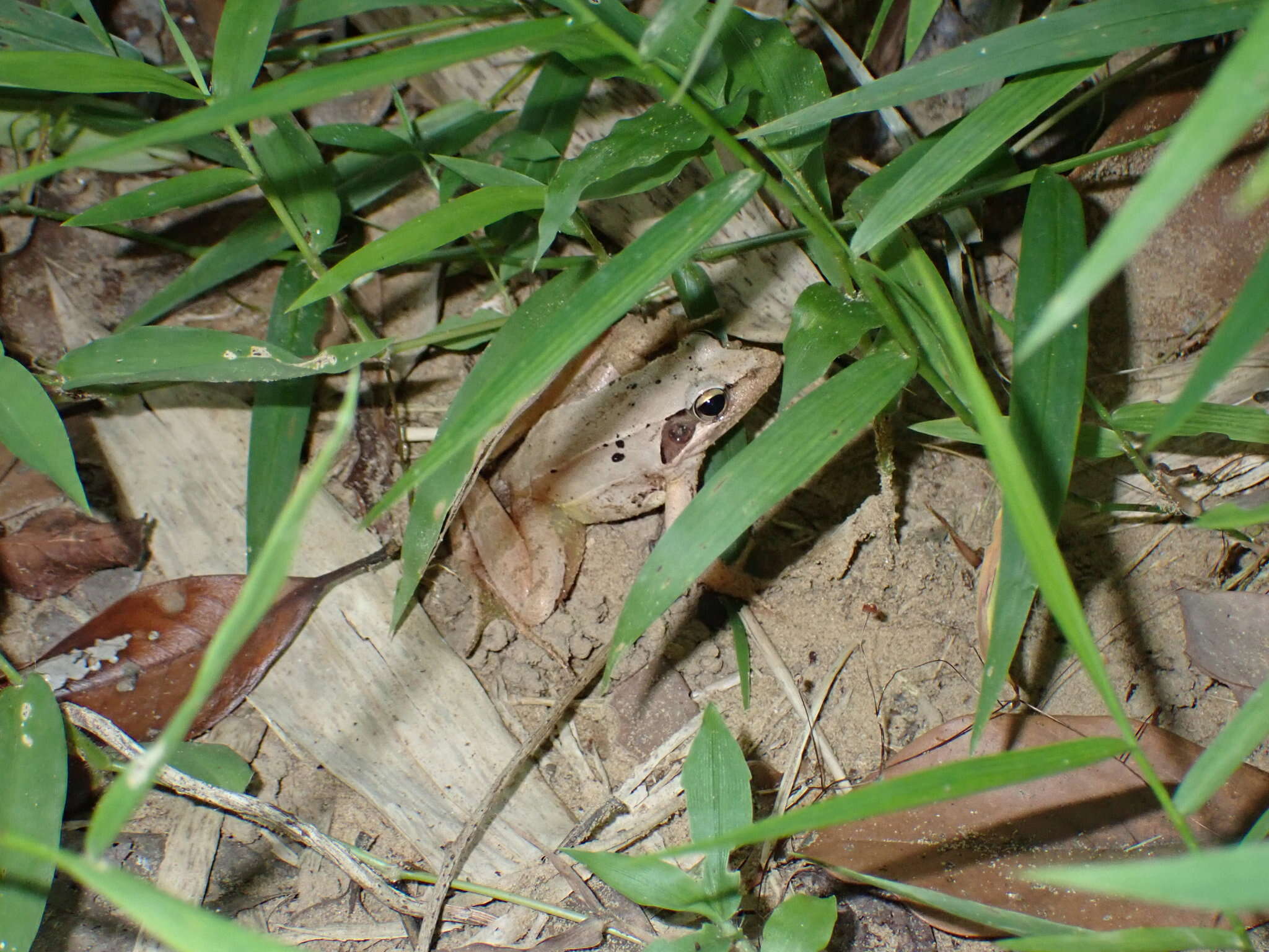 Image of Rana longicrus Stejneger 1898