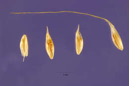 Image de Polypogon australis Brongn.