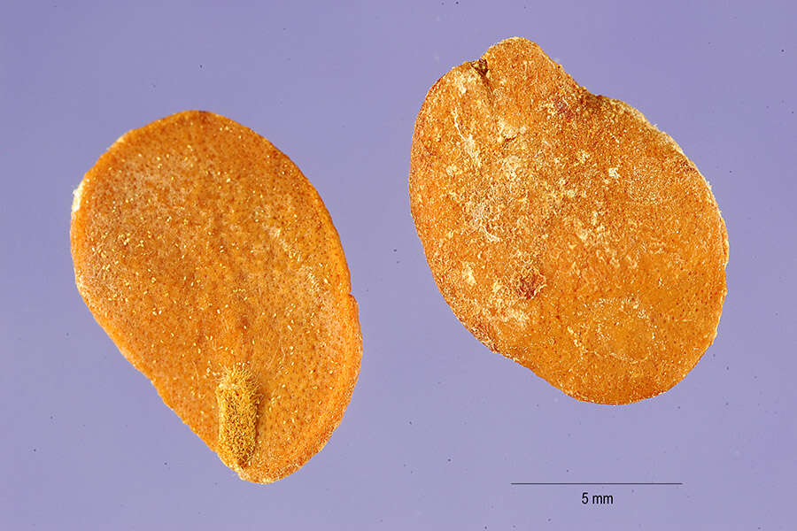 Image of Jewish plum