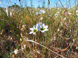 Image of Ixia monadelpha D. Delaroche