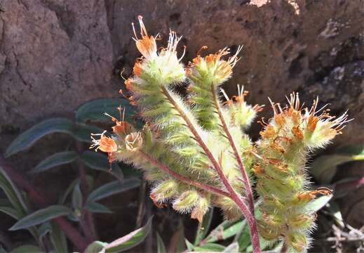 Phacelia leptosepala Rydb.的圖片