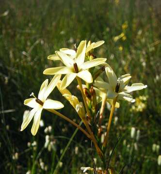 Image of Ixia paniculata D. Delaroche