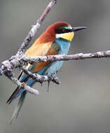 Image of bee-eater, european bee-eater