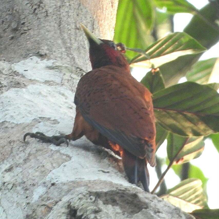 Image of Scale-breasted Woodpecker