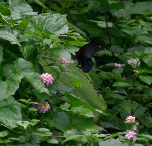 Sivun Papilio memnon Linnaeus 1758 kuva