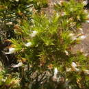Image of Echium aculeatum Poir.
