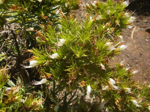 Image of Echium aculeatum Poir.