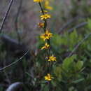 Image of Sisyrinchium graminifolium Lindl.