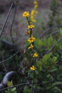 Image of Sisyrinchium graminifolium Lindl.