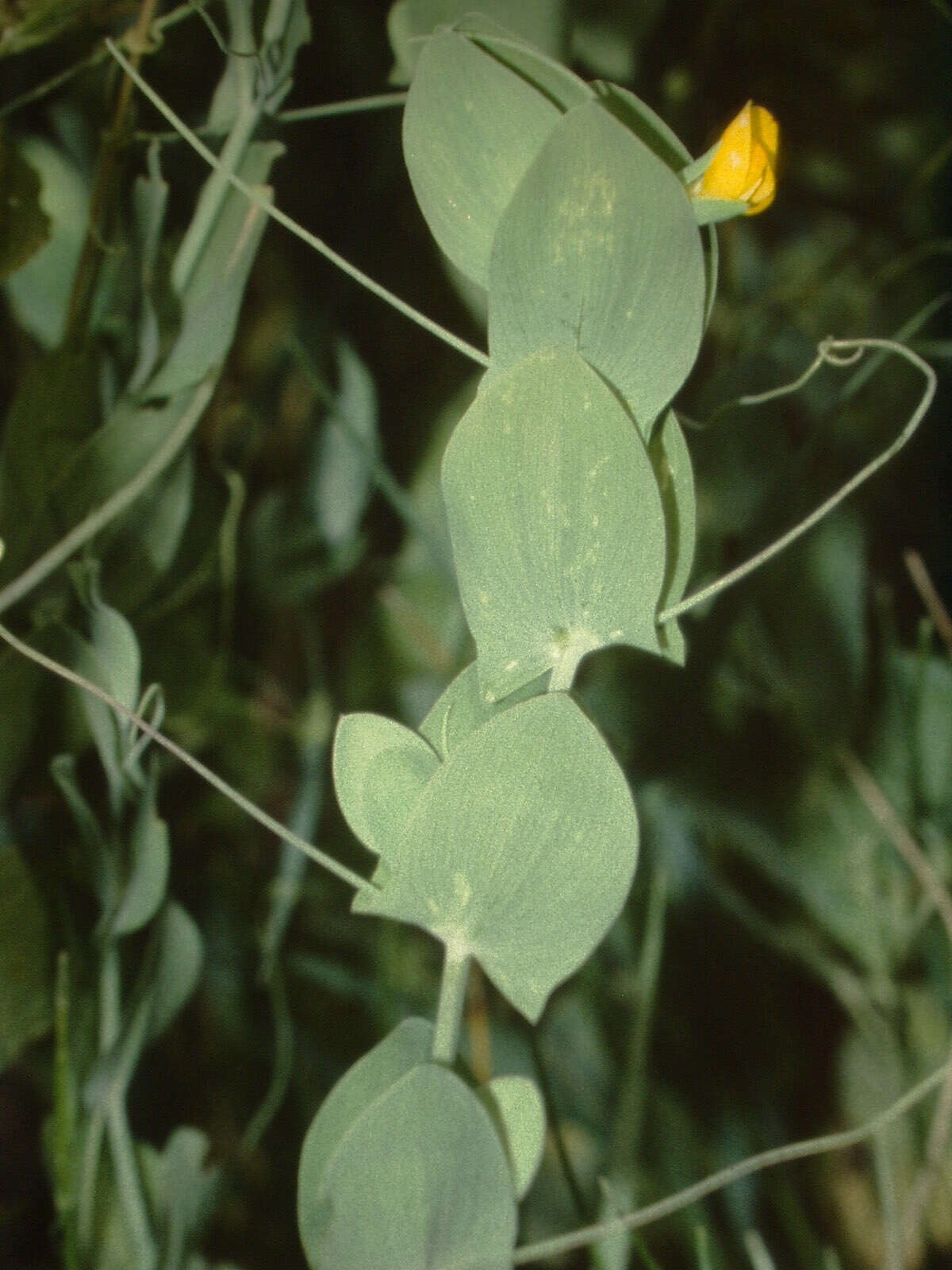 Image of yellow pea