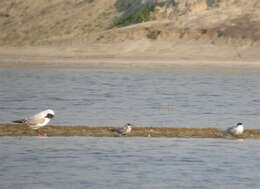 Image of Black Tern