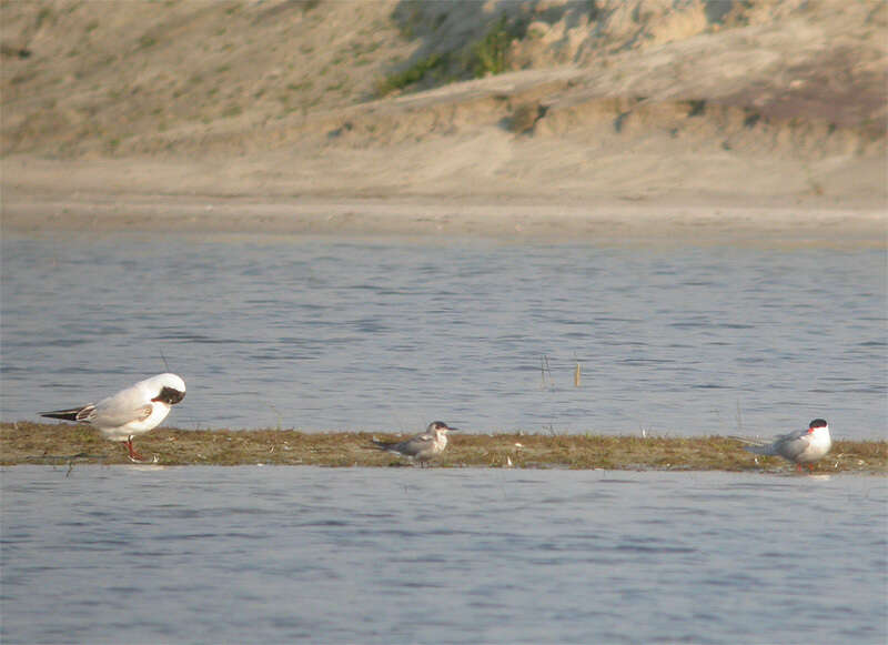 Image of Black Tern