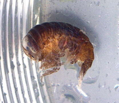 Image of big-eye amphipod