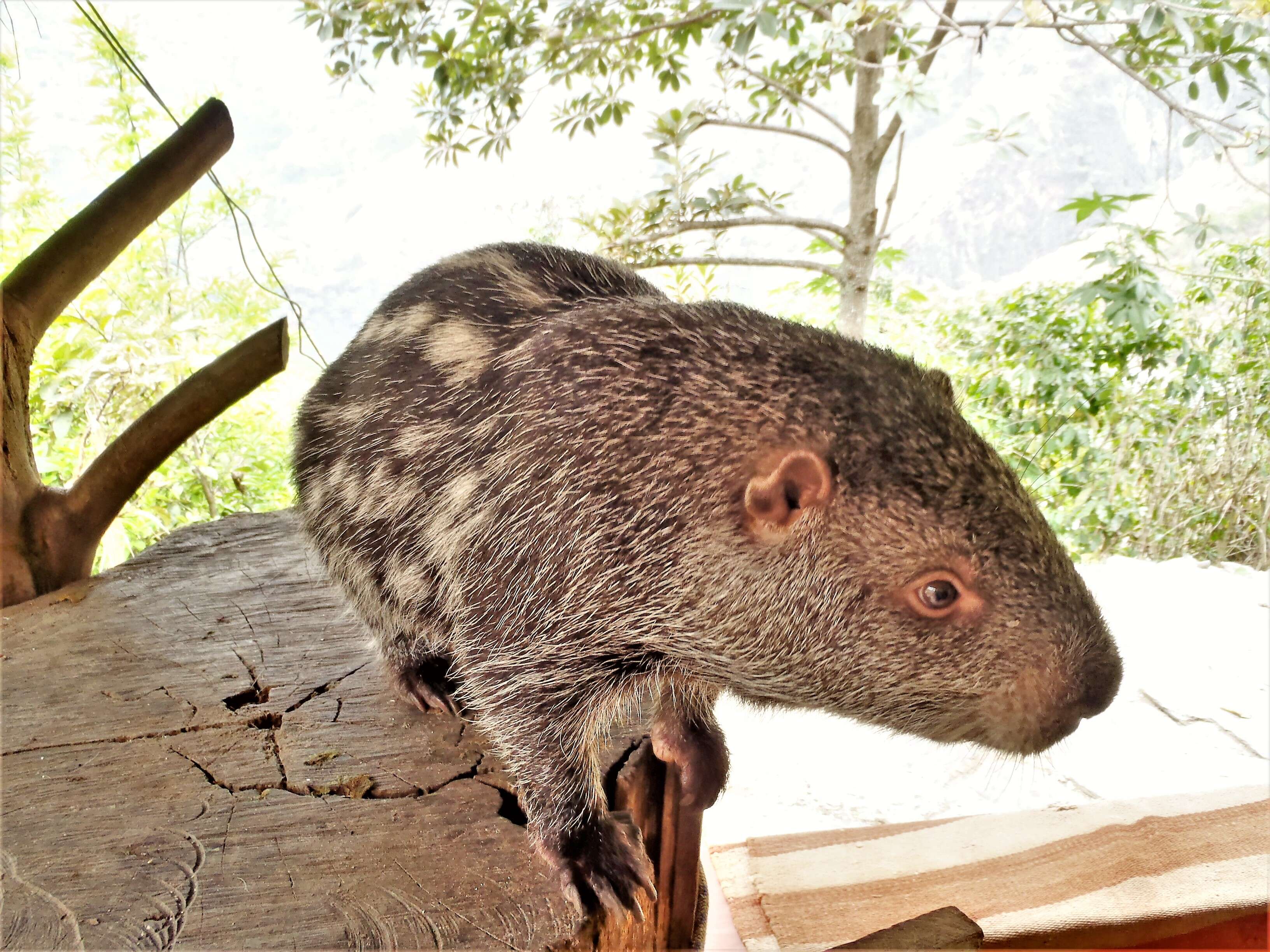 Image of giant rats