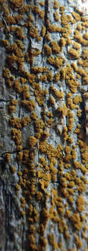 Image of orange lichen