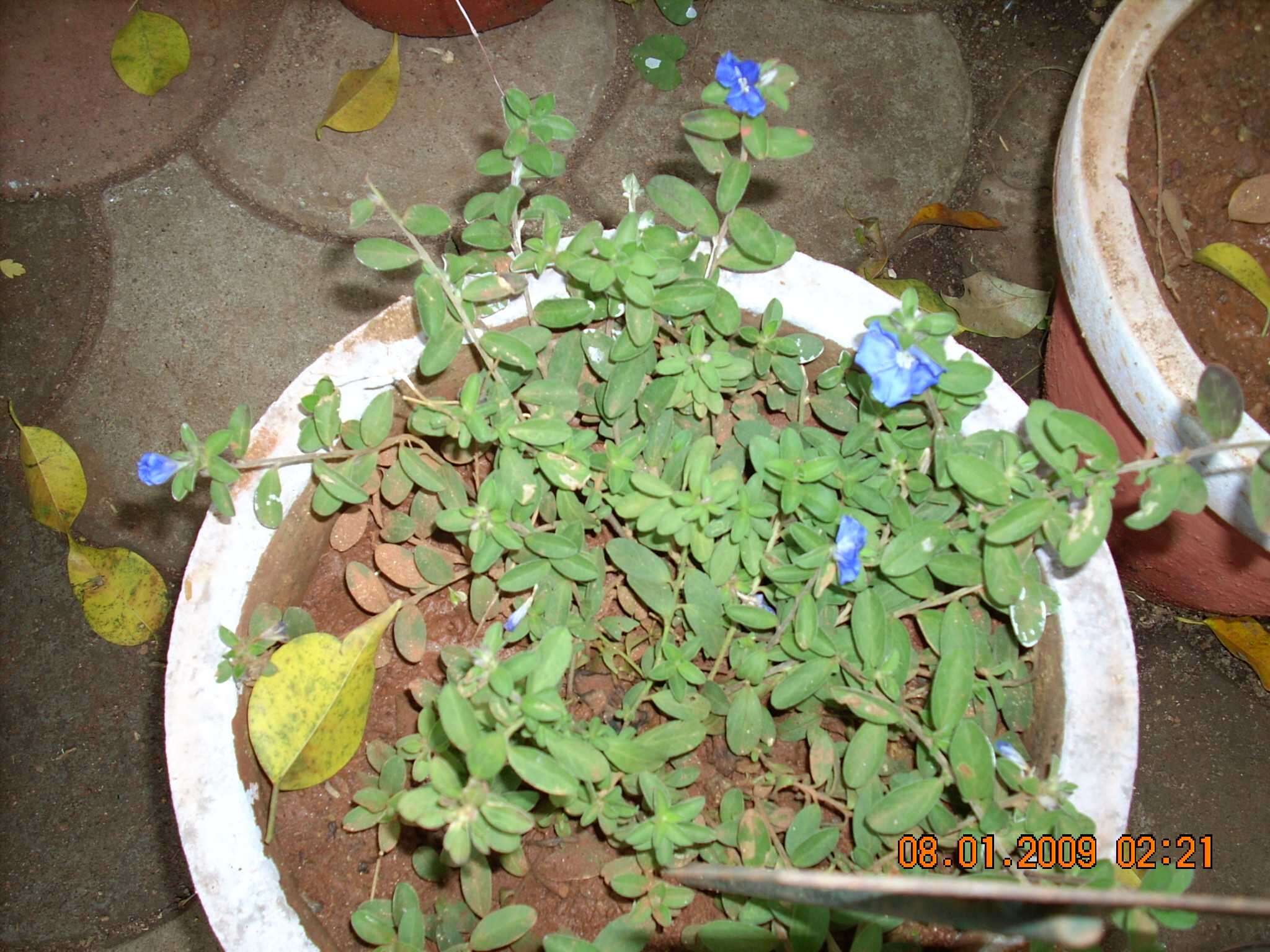 Image of slender dwarf morning-glory