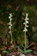 Image of Goodyera nankoensis Fukuy.