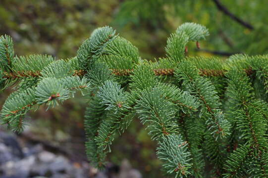 Слика од Picea koraiensis Nakai