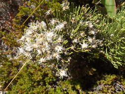 Image of Dolichothrix ericoides (Lam.) Hilliard & Burtt