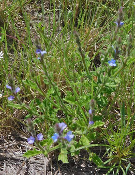 Image de Verbena plicata Greene