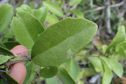 Image of Gymnosporia procumbens (L. fil.) Loes.