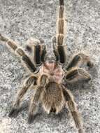 Image of Chilean Rose Tarantula