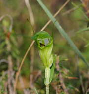 Image of Coastal greenhood