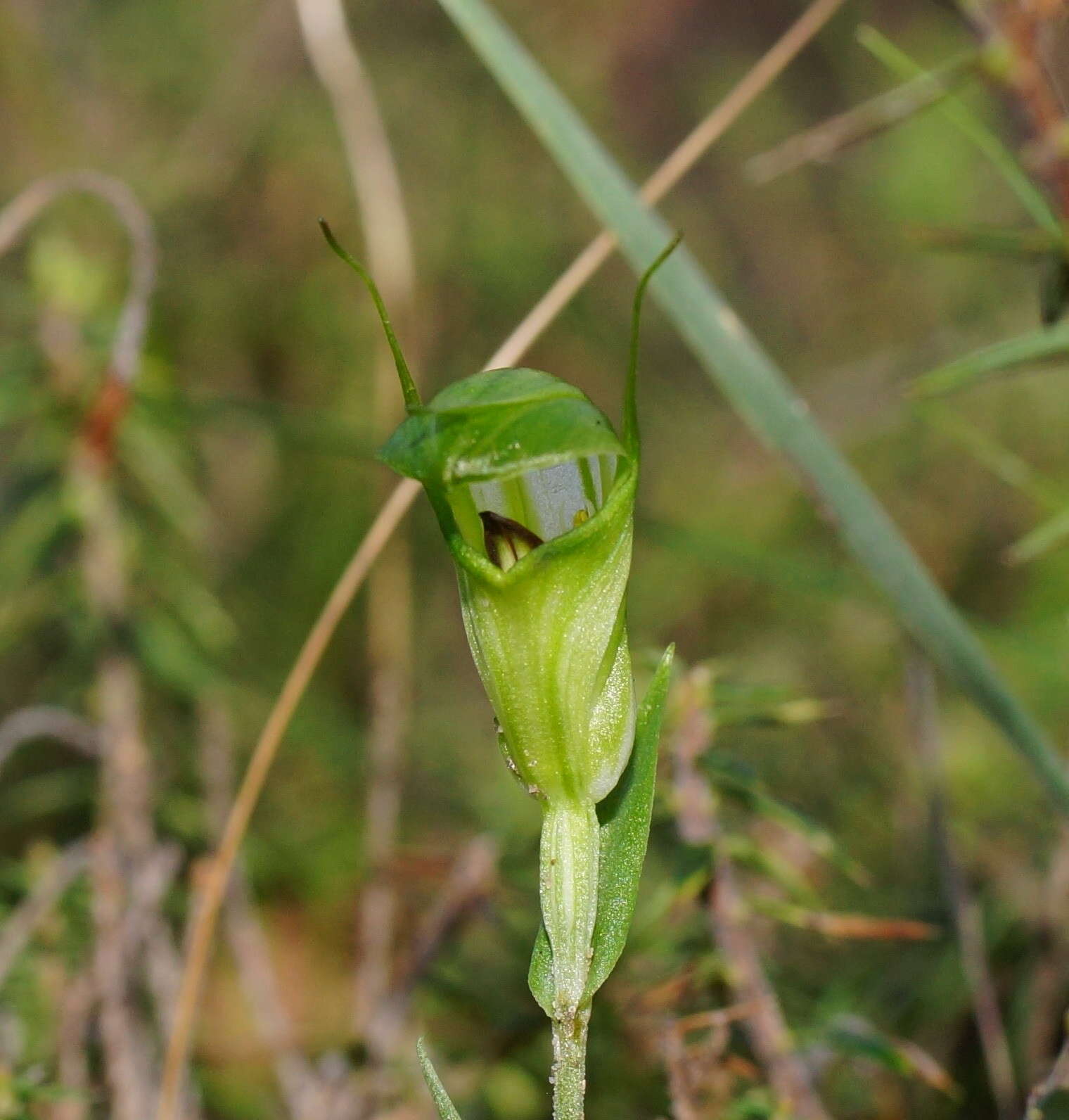 Image of Coastal greenhood