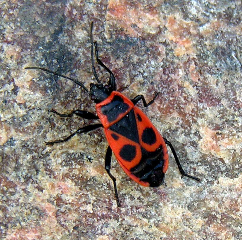 Image of Firebug