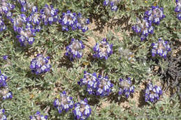 Image of matted lupine