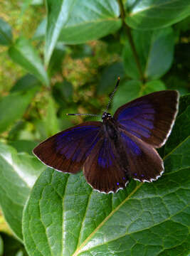 Image of Spanish Purple Hairstreak