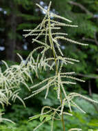 Aruncus dioicus var. acuminatus (Rydb.) Rydb. ex H. Hara的圖片