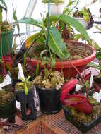 Image of Pitcher plant