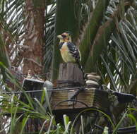 Image of Crested Barbet