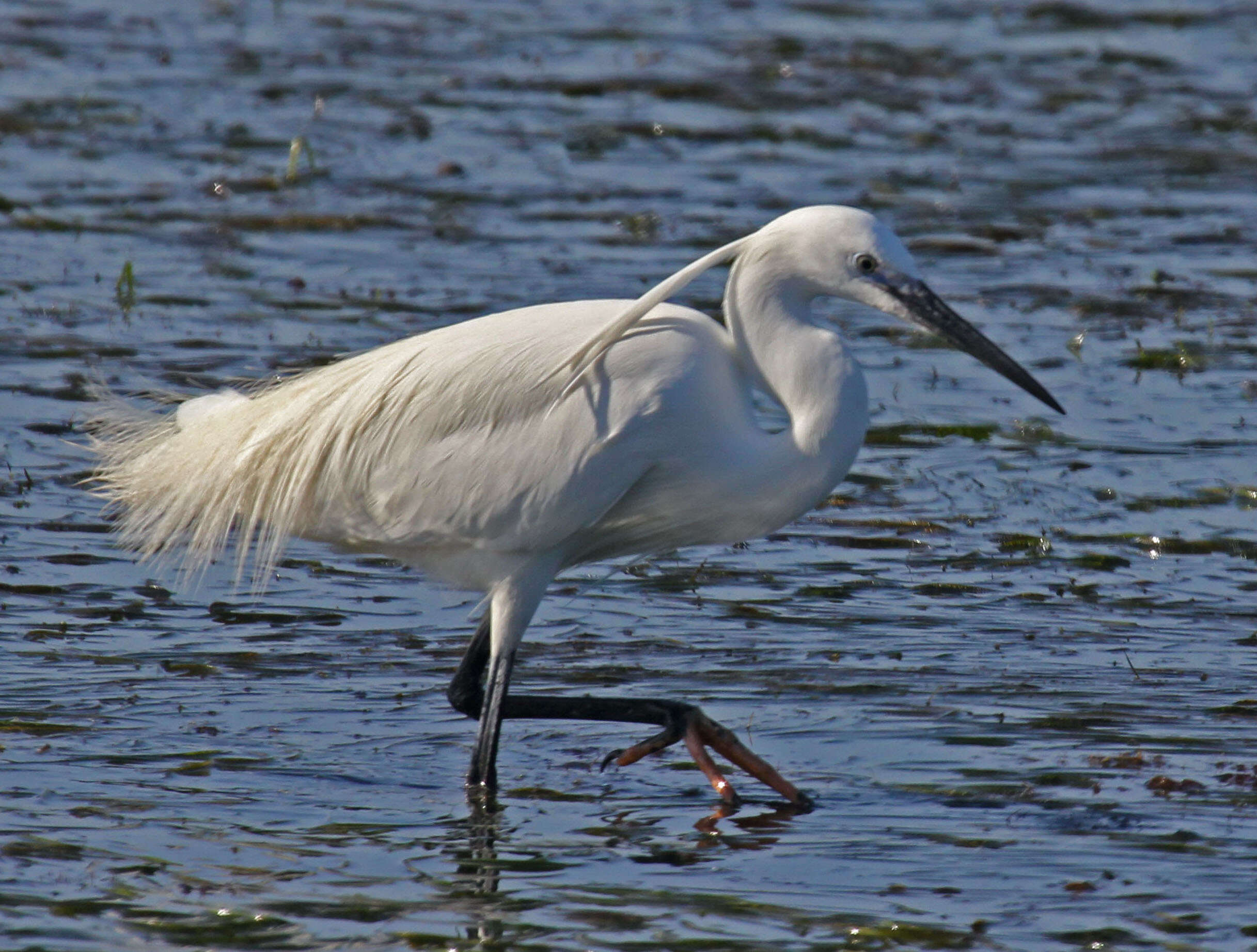 Image of Little Egret