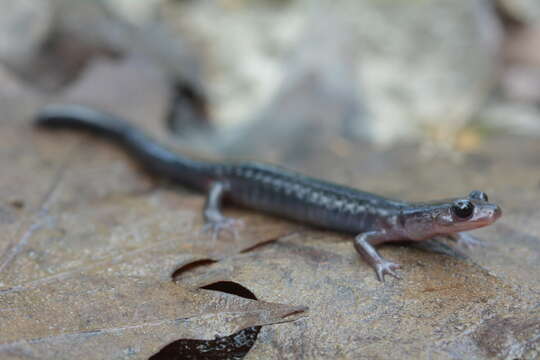 Image of Northern Gray-cheeked Salamander