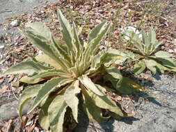 Image of Great Mullein