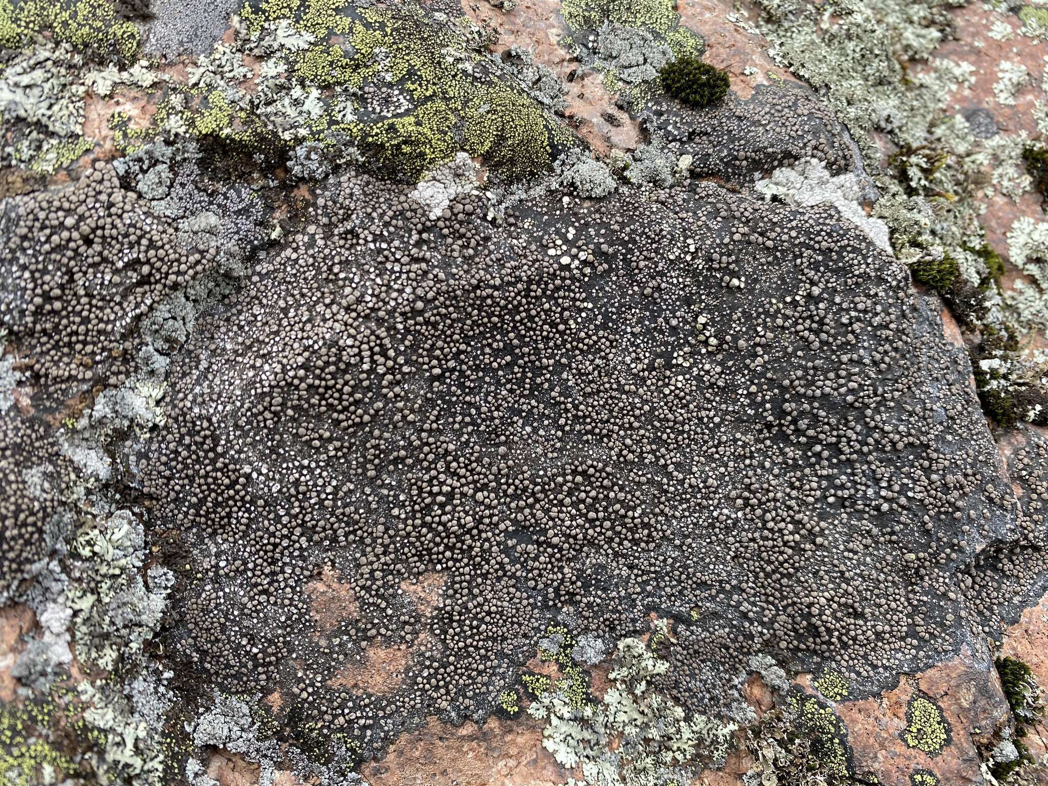 Image of big map lichen