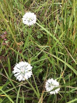 Plancia ëd Marshallia obovata (Walt.) Beadle & F. E. Boynt.