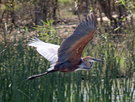 Image of Goliath Heron