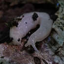 Image of Ghost slug